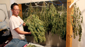 Zack Moore says he will make about $6,000 after six months of growing marijuana.